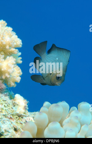 Threespot Dascyllus, Domino Riffbarsch oder einfach Domino (Dascyllus Trimaculatus) Rotes Meer, Ägypten, Afrika Stockfoto