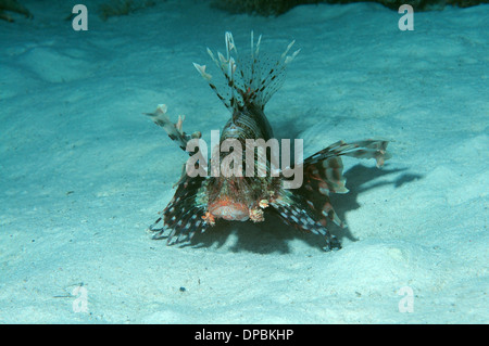 Roten Rotfeuerfisch (Pterois Volitans) in Nachttauchen. Rotes Meer, Ägypten, Afrika Stockfoto