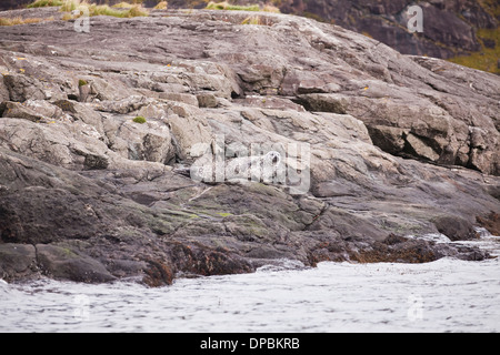 Seehunde auf den Felsen des Loch Scavaig, Isle Of Skye, UK. Stockfoto