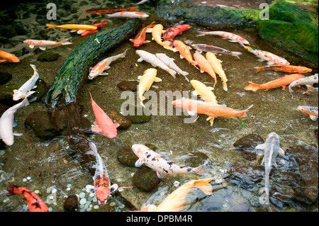 bunte Koi-Fische in einem Teich schwimmen Stockfoto