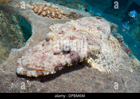 Tentakeln Flathead oder Crocodilefische (Papilloculiceps Longiceps) auf das Schiffswrack "SS Thistlegorm". Rotes Meer, Ägypten, Afrika Stockfoto