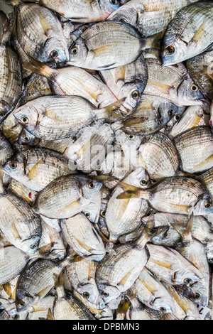 Vergoldung-Kopf Brassen an einen Fisch stall in der Markthalle von Loulé, Algarve, portugal Stockfoto