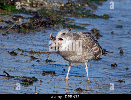 Unreife westlichen Gull Essen einen Seestern Stockfoto