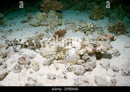 Tentakeln Flathead oder Crocodilefische (Papilloculiceps Longiceps), Rotes Meer, Ägypten, Afrika Stockfoto