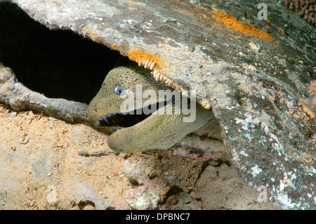 Riesen Muräne (Gymnothorax Javanicus) auf das Schiffswrack "SS Thistlegorm". Rotes Meer, Ägypten, Afrika Stockfoto