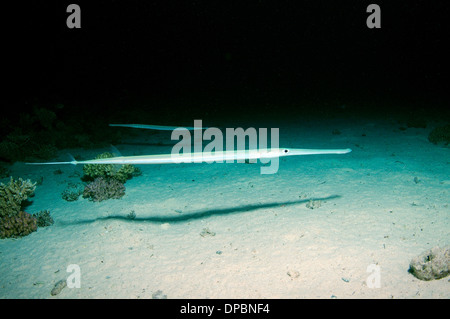 Trumpetfish (Aulostomus Chinensis) in Nachttauchen. Rotes Meer, Ägypten, Afrika Stockfoto