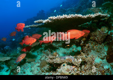 Priacanthus Hamrur, lunar-tailed Großaugenthun oder Moontail Bullauge (Priacanthus Hamrur). Rotes Meer, Ägypten, Afrika Stockfoto