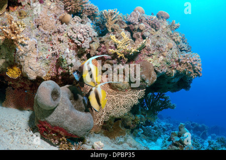 Wimpel Coralfish, Longfin Bannerfish oder Kutscher (Heniochus Acuminatus) Rotes Meer, Ägypten, Afrika Stockfoto