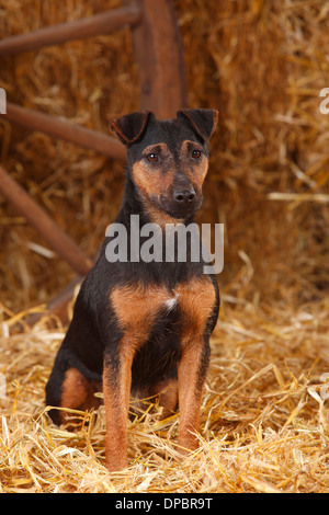 Deutscher Jagdterrier sitzen im Heu Stockfoto