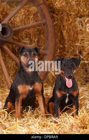 Zwei deutsche Jagd Terrier sitzen im Heu Stockfoto