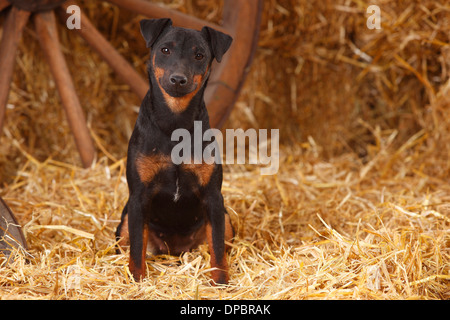 Deutscher Jagdterrier sitzen im Heu Stockfoto