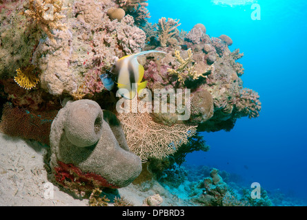 Wimpel Coralfish, Longfin Bannerfish oder Kutscher (Heniochus Acuminatus) Rotes Meer, Ägypten, Afrika Stockfoto