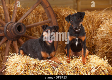 Zwei deutsche Jagd Terrier im Heu Stockfoto