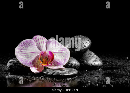 Orchidee Blume mit Zen Steinen auf schwarzem Hintergrund Stockfoto