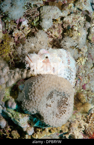 Bärtigen Drachenköpfe (Scorpaenopsis Oxycephala), Rotes Meer, Ägypten, Afrika Stockfoto