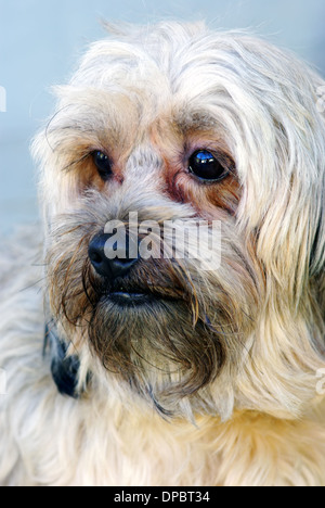 Schöne braune Bichon Porträt, Nahaufnahme Bild Stockfoto