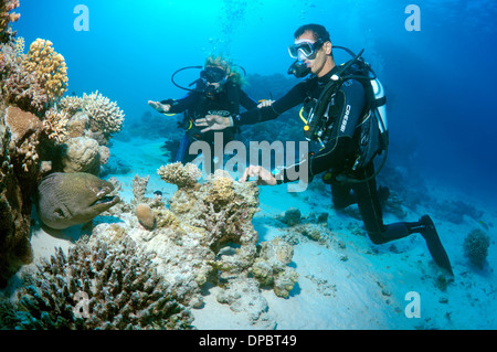 Riesen Muräne (Gymnothorax Javanicus), Rotes Meer, Ägypten, Afrika Stockfoto