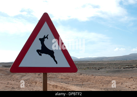 Verkehrszeichen Achtung der Tiere. Fuerteventura, Kanarische Inseln, Spanien. Stockfoto