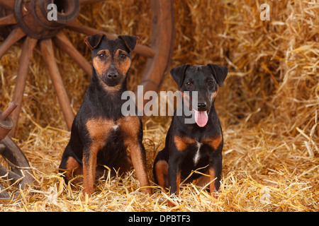 Zwei deutsche Jagd Terrier sitzen im Heu Stockfoto