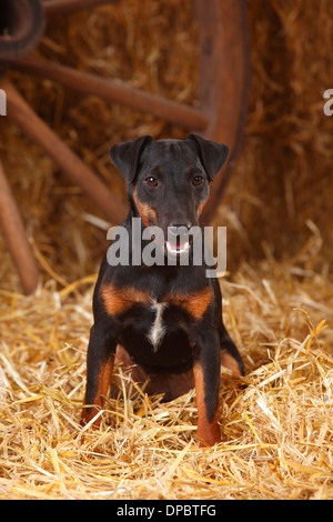 Deutscher Jagdterrier sitzen im Heu Stockfoto