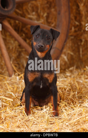 Deutscher Jagdterrier sitzen im Heu Stockfoto