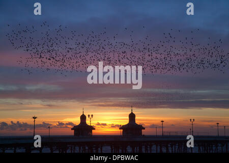 Blackpool, Lancashire, UK 11. Januar 2014.  Murmuration Erhöhung: eine Starling Vogel Herde bildet eine akrobatische Schlag über das Quartier auf Blackpool North Pier in der Abenddämmerung.  Bildnachweis: Mar Photographics/Alamy Live-Nachrichten Stockfoto