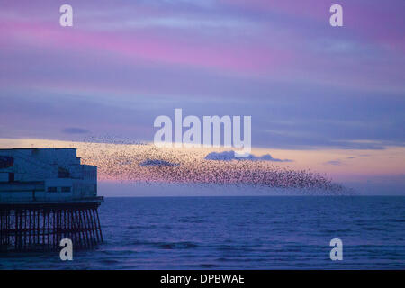 Blackpool, Lancashire, UK 11. Januar 2014.  Murmuration Erhöhung: eine Starling Vogel Herde bildet eine akrobatische Schlag über das Quartier auf Blackpool North Pier in der Abenddämmerung.  Bildnachweis: Mar Photographics/Alamy Live-Nachrichten Stockfoto