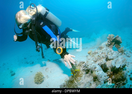 Taucher am zwei-banded Clownfische, Anemonenfische (Amphiprion Bicinctus), Rotes Meer, Ägypten, Afrika Stockfoto