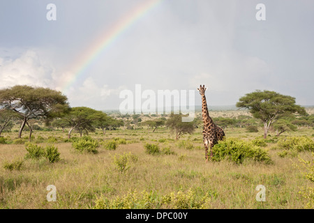 Giraffe mit Regenbogen in Tansania auf der Serengeti Savanne Tarangire National Park Stockfoto
