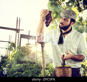 Bauern die Ernte der Trauben im Weinberg Stockfoto