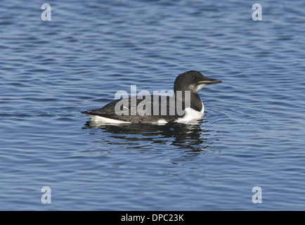 Brunnich der Guillemot - Uria Lomvia - Winter Stockfoto