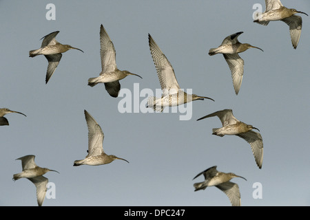 Brachvogel Numenius Arquata - Herde im Flug Stockfoto