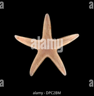 Sand Star - Astropecten irregularis Stockfoto