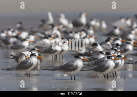 Geringerem Crested Tern - Sterna Bengalensis - nicht Zucht Erwachsene Stockfoto