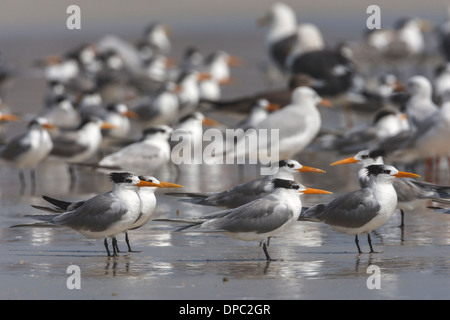 Geringerem Crested Tern - Sterna Bengalensis - nicht Zucht Erwachsene Stockfoto