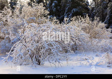 Schnee und Eis bedeckte Bäume und Sträucher nach einem Wintersturm in Süd-Ontario Stockfoto