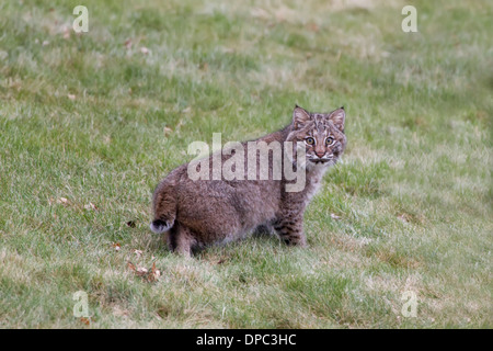 Bobcat Kätzchen mit Rute und Ohr Büschel Gras Stockfoto