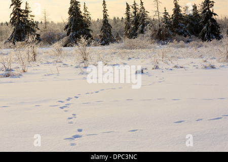 Spuren im frischen Schnee nach einem Wintersturm im südlichen Ontario. Eis überzieht Sträucher und Gräser in Presqu'ile Provincial Park. Stockfoto