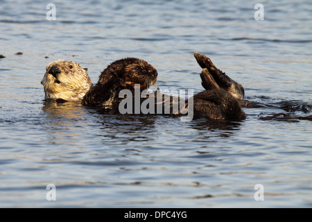 Ein Seeotter Mutter und Welpe in den Pazifischen Ozean schweben. Stockfoto