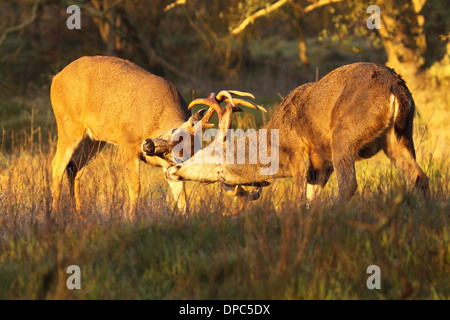 Schwarz - Tailed Hirsche Böcke drehen Kopf während eines sparring-Matches in Kalifornien. Stockfoto