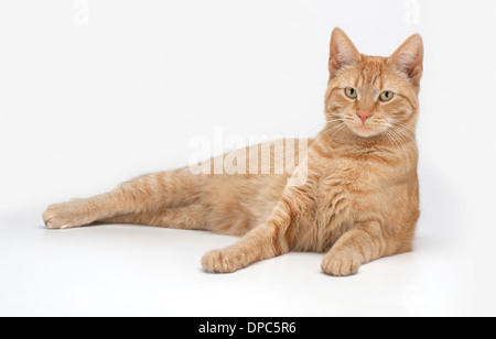 Katze auf einem weißen Hintergrund Stockfoto