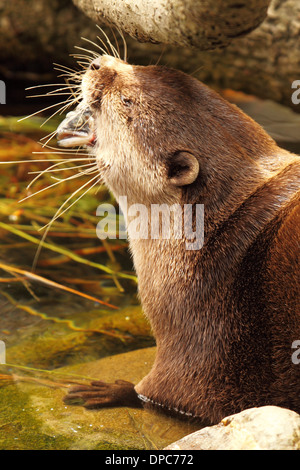 Ein afrikanischer Clawless Otter ein Fisch zu essen. Stockfoto