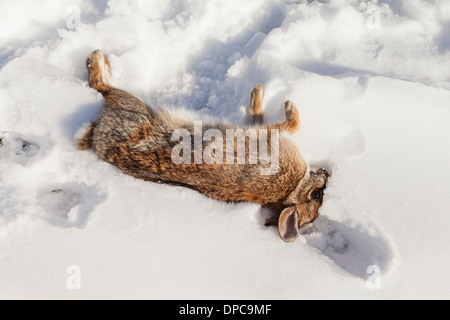 Jägerss Fang, östlichen Cottontail Kaninchen (Sylvilagus Floridanus) - Pennsylvania USA Stockfoto
