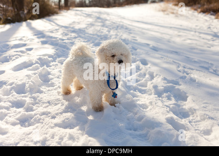 Pelzigen weißer Hund auf Schnee - Pennsylvania USA Stockfoto