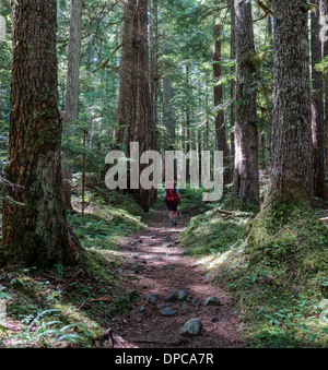 Ein einsamer Wanderer geht unter einem uralten Stand von Hemlock und Zeder auf dem Wonderland Trail im US-Bundesstaat Washington. Stockfoto