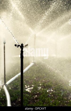 Bewässerung Erdnuß / Erdnuss Pflanzen in Indien mit Wassersprenger. Andhra Pradesh, Indien Stockfoto