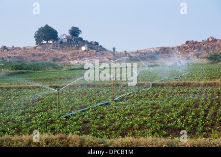 Bewässerung Erdnuß / Erdnuss Pflanzen in Indien mit Wassersprenger. Andhra Pradesh, Indien Stockfoto