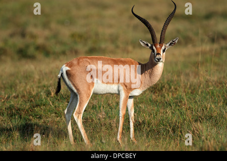 Männliche Grants Gazelle (Nanger Granti), Lake-Nakuru-Nationalpark, Kenia Stockfoto