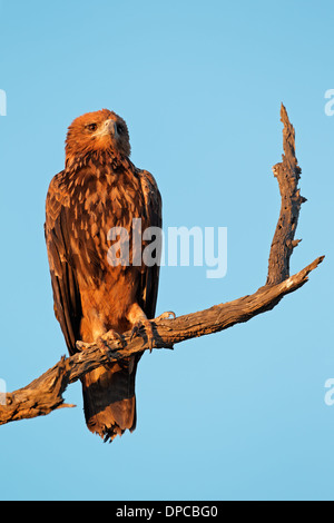 Tawny Adler (Aquila Rapax) thront auf einem Ast, Kalahari, Südafrika Stockfoto