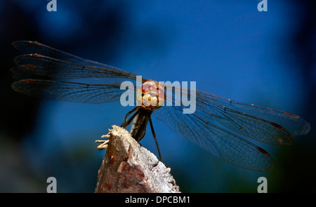 Libelle posiert auf dem Ast Stockfoto